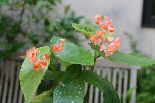 B. ‘Salmon Glory’